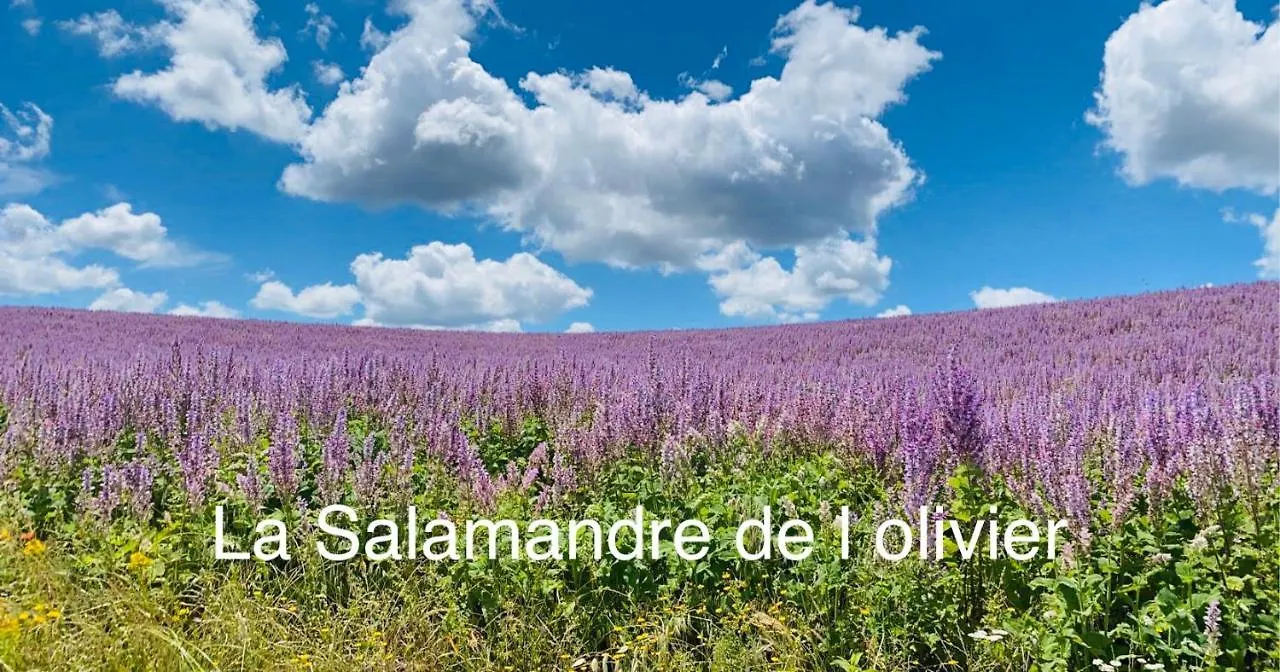 Apartment La Salamandre De L Olivier - Le Palmier Aubignosc